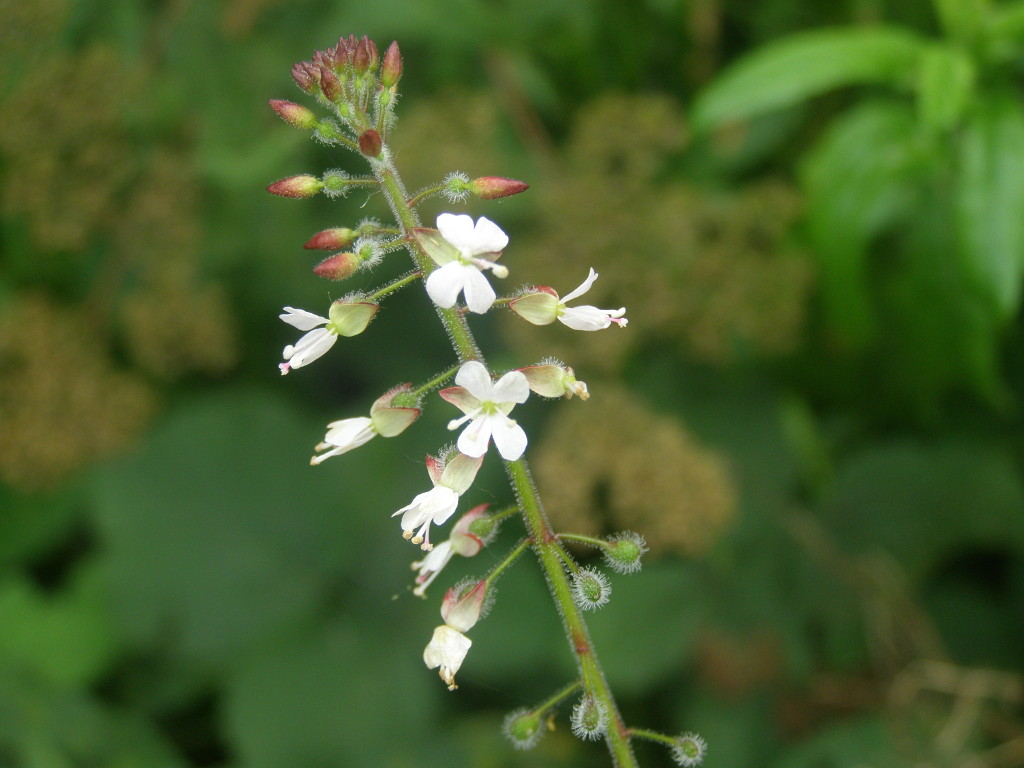 Circaea lutetiana / Erba maga comune